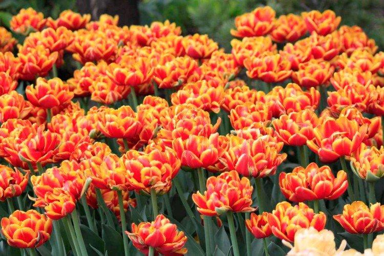 Тюльпаны – фото