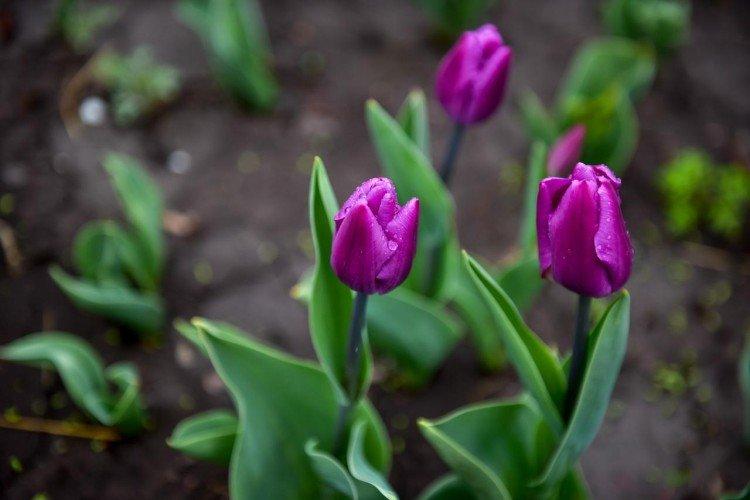 Тюльпаны – фото