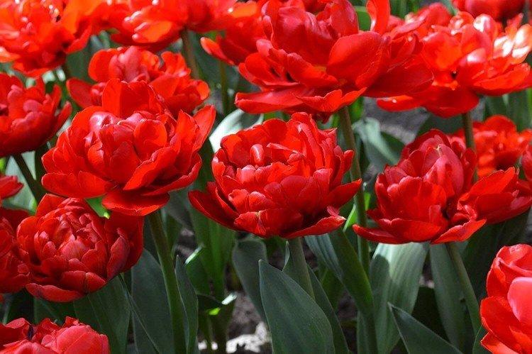 Махровые тюльпаны