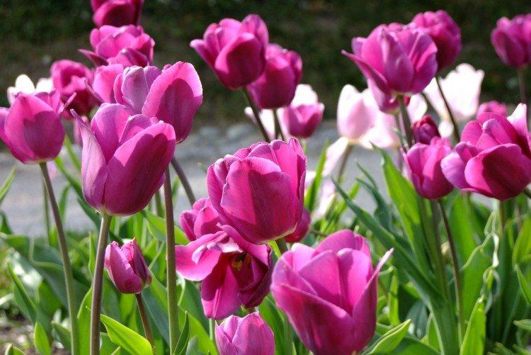 Тюльпаны – фото