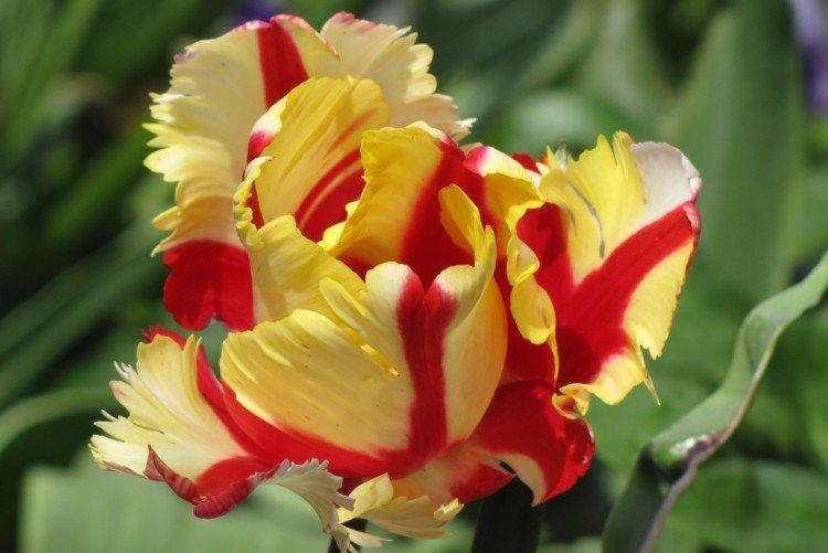 Попугайные тюльпаны