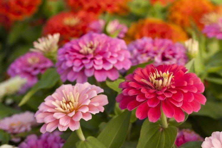 Удобрения и подкормка