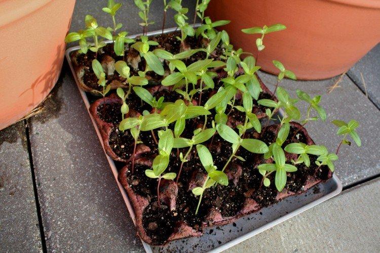 Посадка и размножение