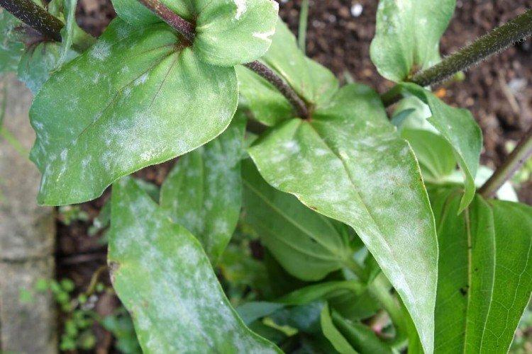 Вредители и болезни цинии