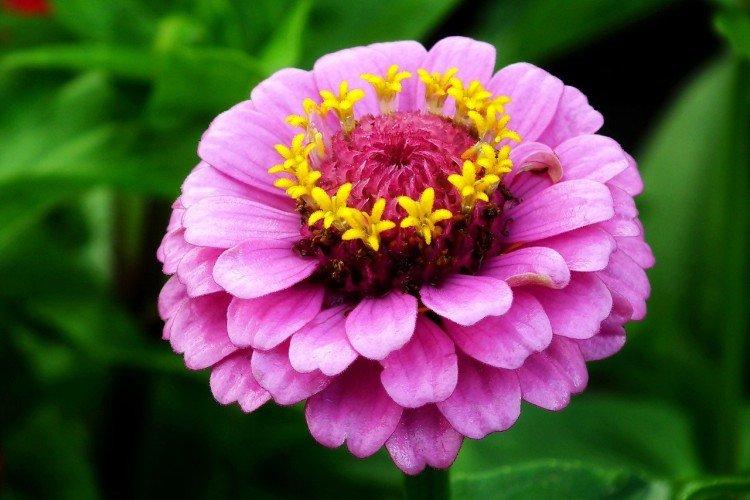 Циния – фото