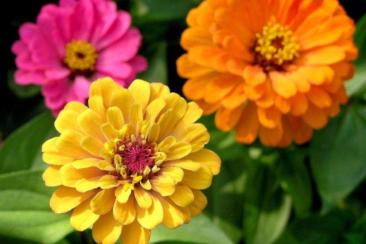 Циния – фото