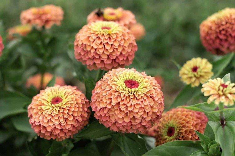 Циния – фото