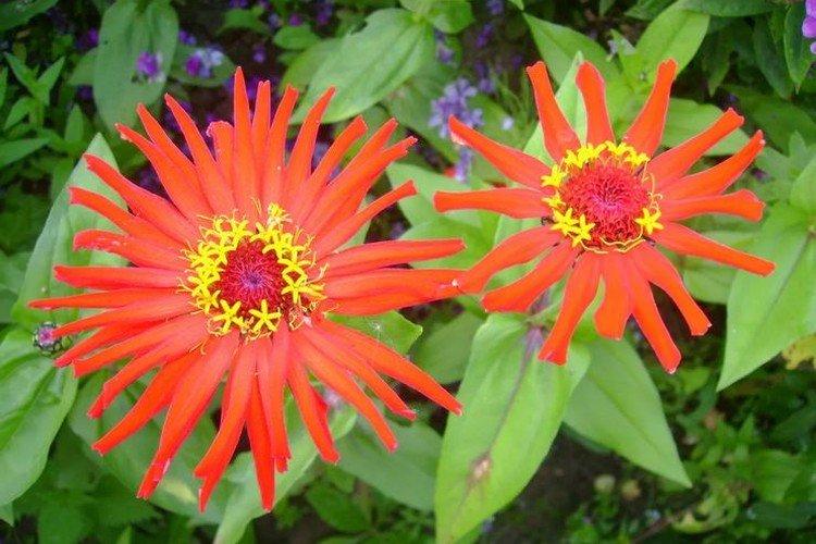 Тонкоцветковая циния