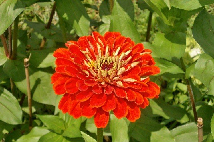 Циния – фото