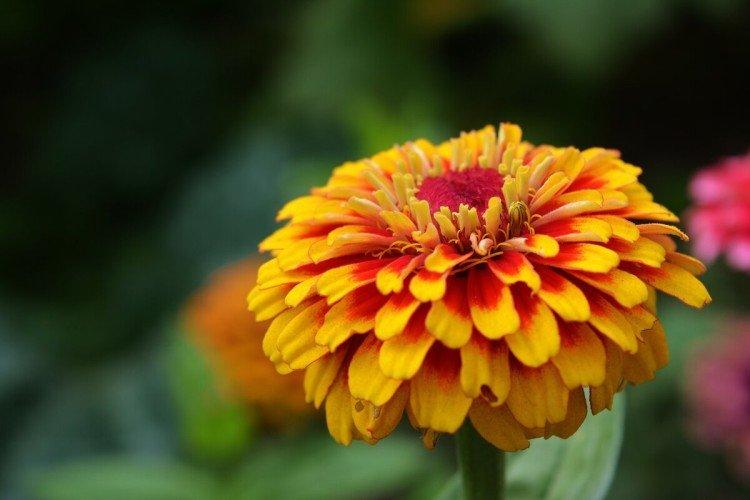 Циния – фото