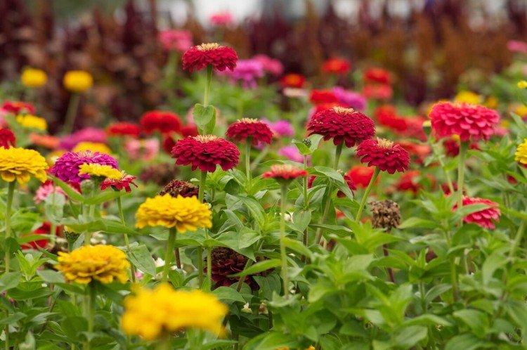 Циния – фото