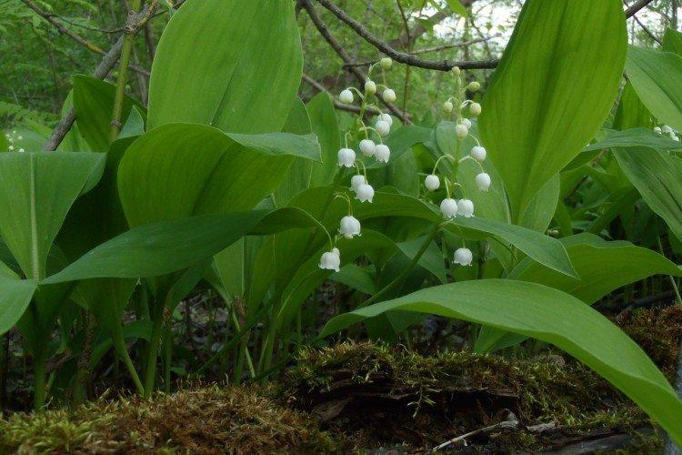 Посадка и размножение