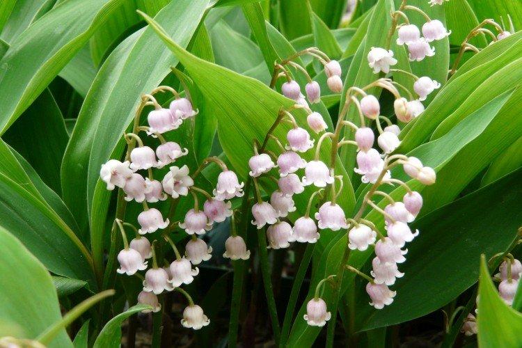 Ландыши – фото