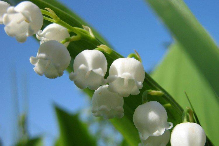 Ландыши – фото