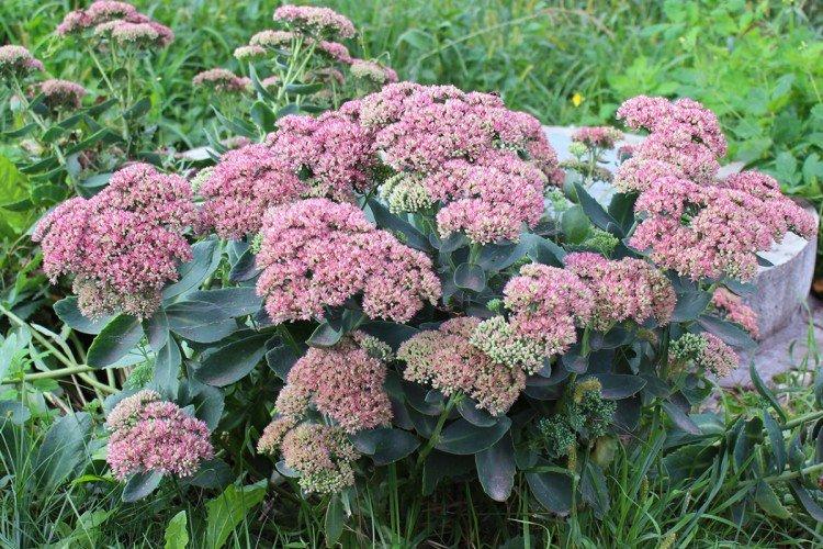 Температура