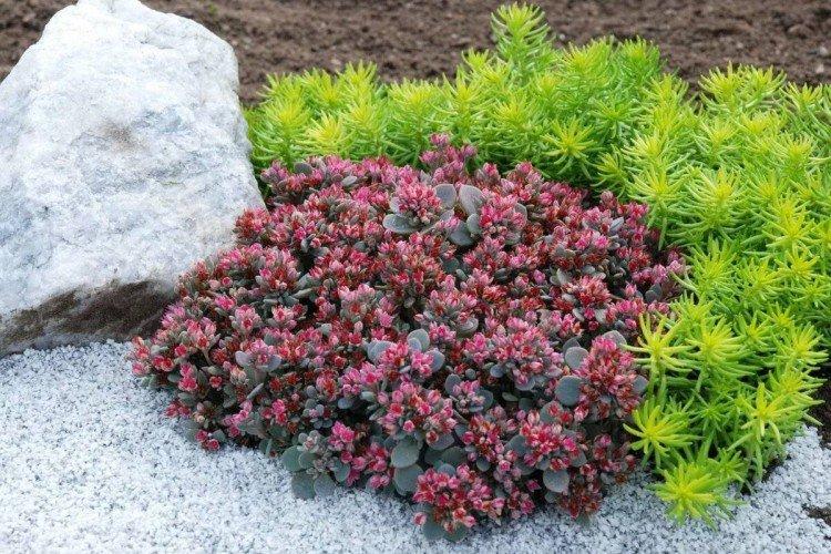 Удобрения и подкормка