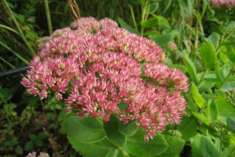 Прополка и обрезка