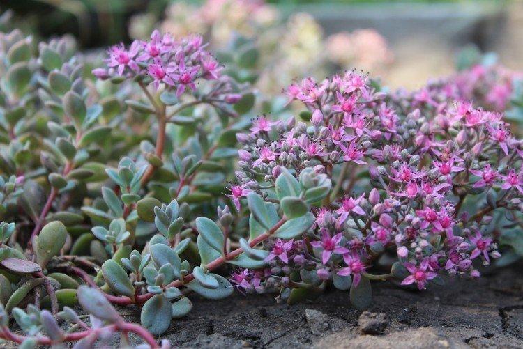 Очиток – фото