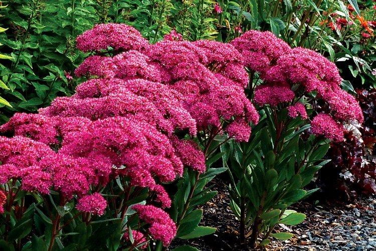 Видный очиток