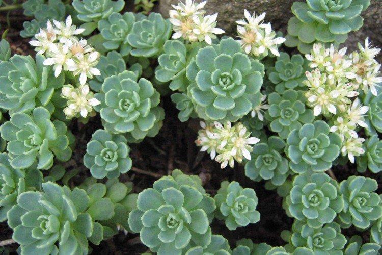 Очиток – фото