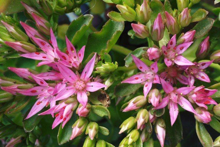 Очиток – фото