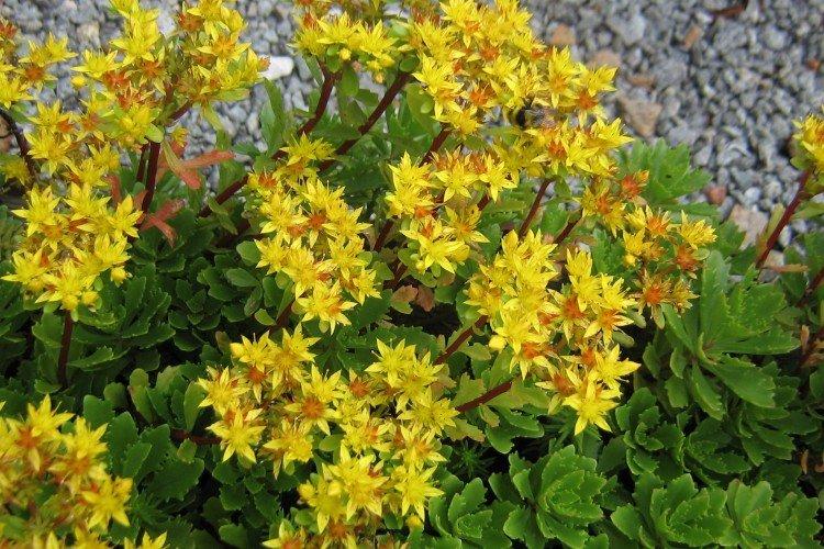 Очиток – фото