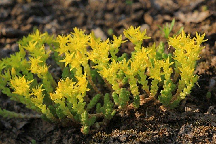 Очиток – фото