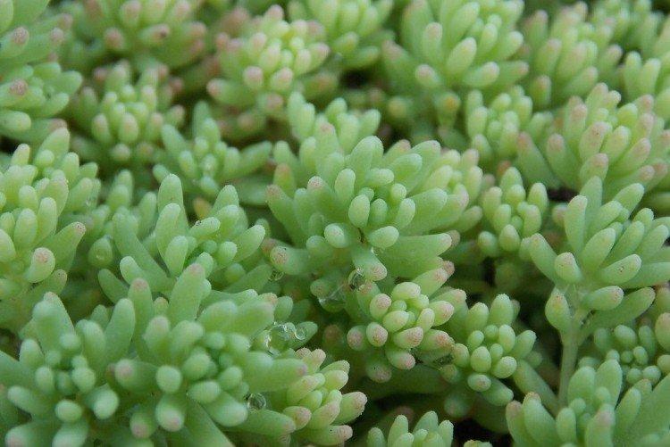 Очиток – фото