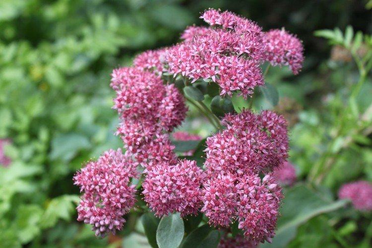 Очиток – фото