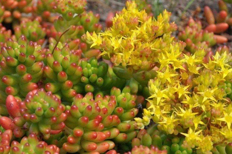 Очиток – фото