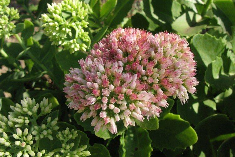 Большой очиток