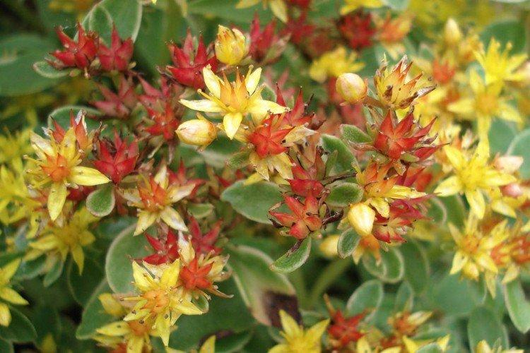 Камчатский очиток