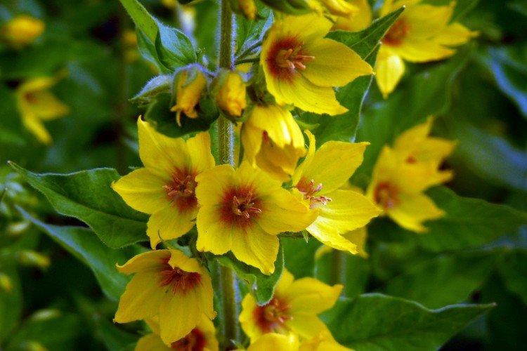 Общая информация