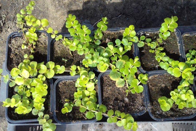 Посадка и размножение