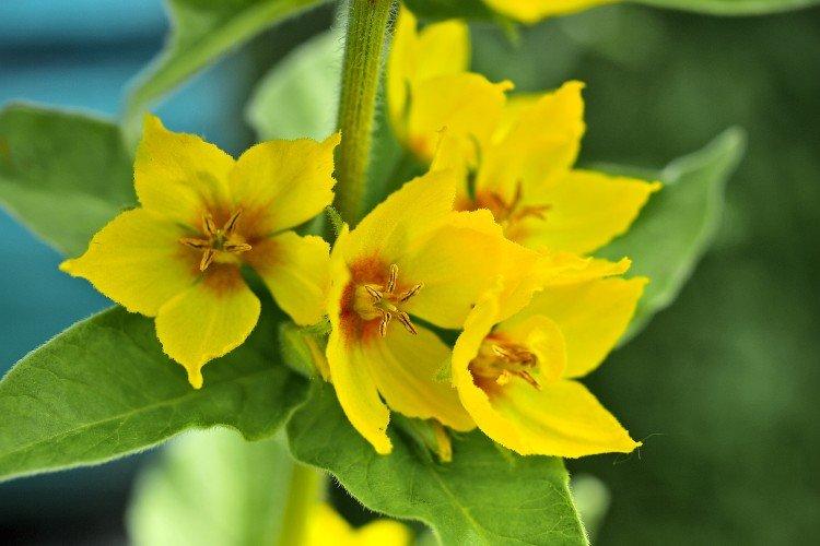 Вербейник – фото