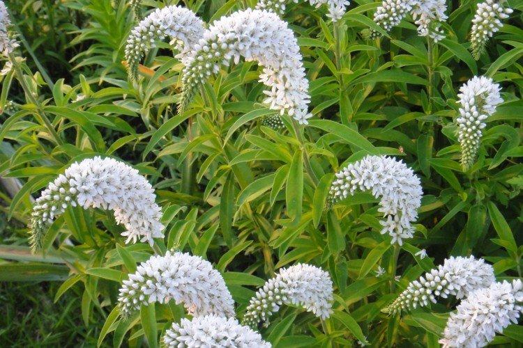 Вербейник – фото