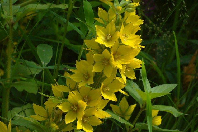 Вербейник – фото