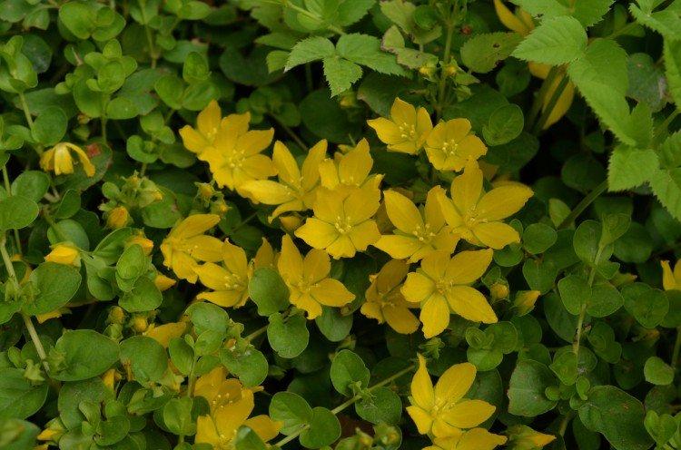 Вербейник – фото