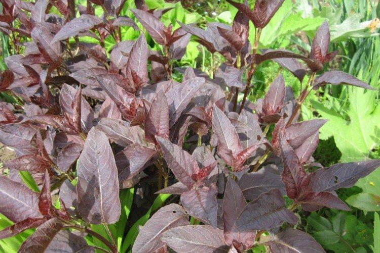 Вербейник – фото