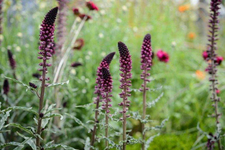 Вербейник – фото