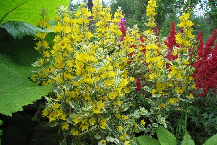 Вербейник – фото