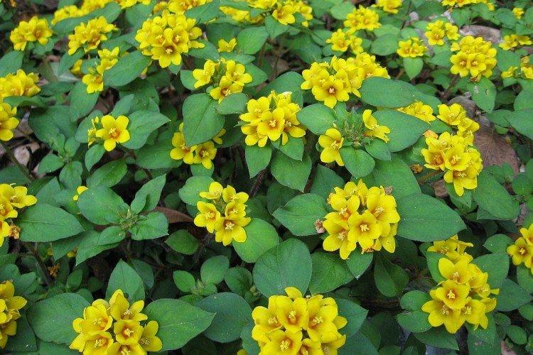 Вербейник – фото