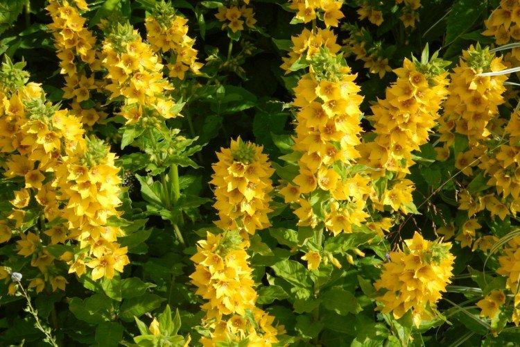 Точечный вербейник