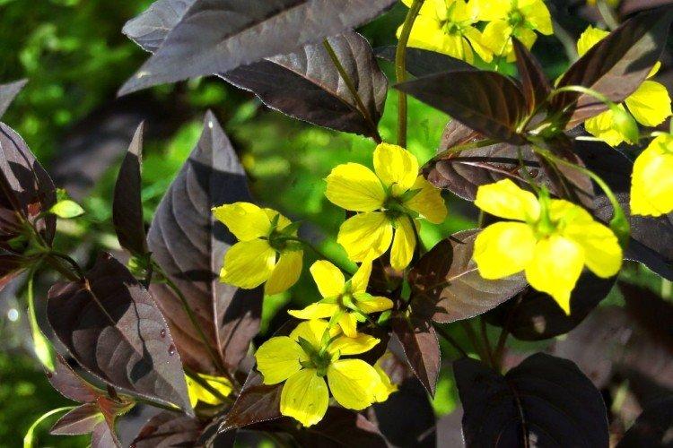 Пурпурный вербейник