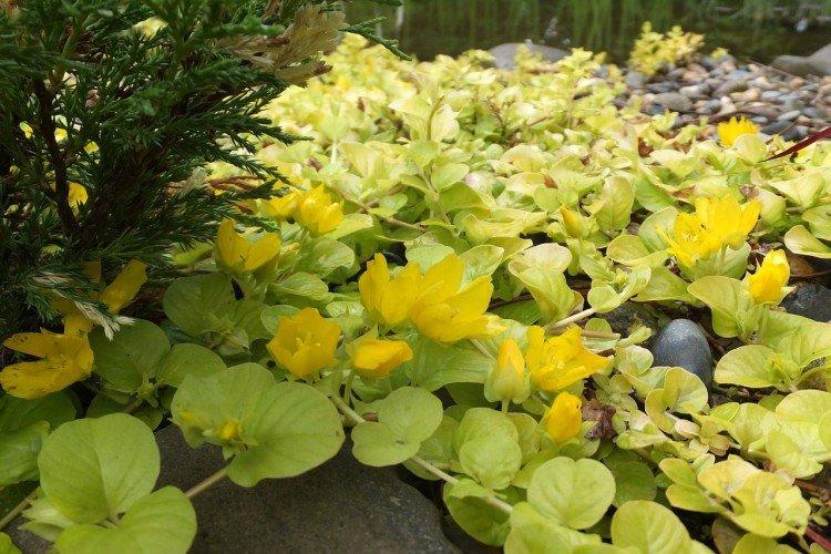 Монетчатый вербейник