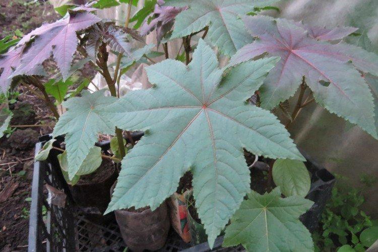 Клещевина – фото