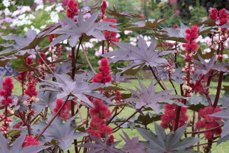 Клещевина – фото