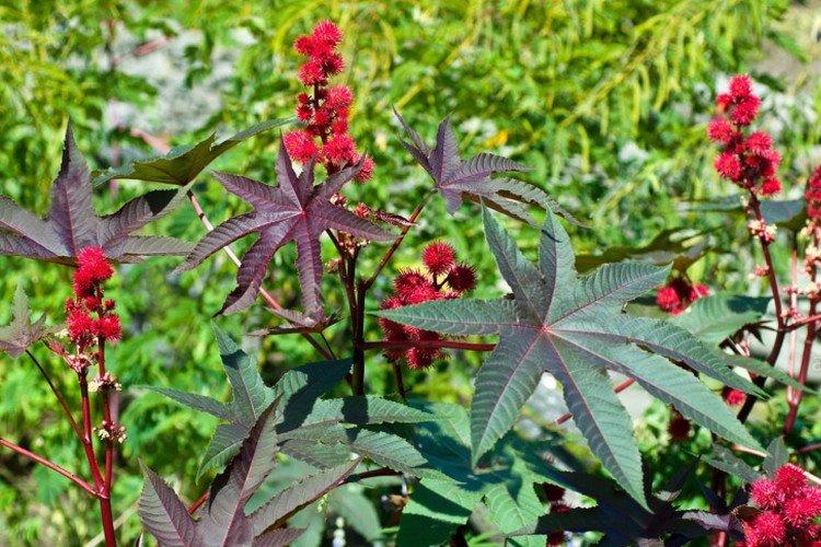 Клещевина – фото