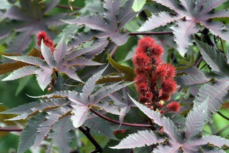 Клещевина – фото