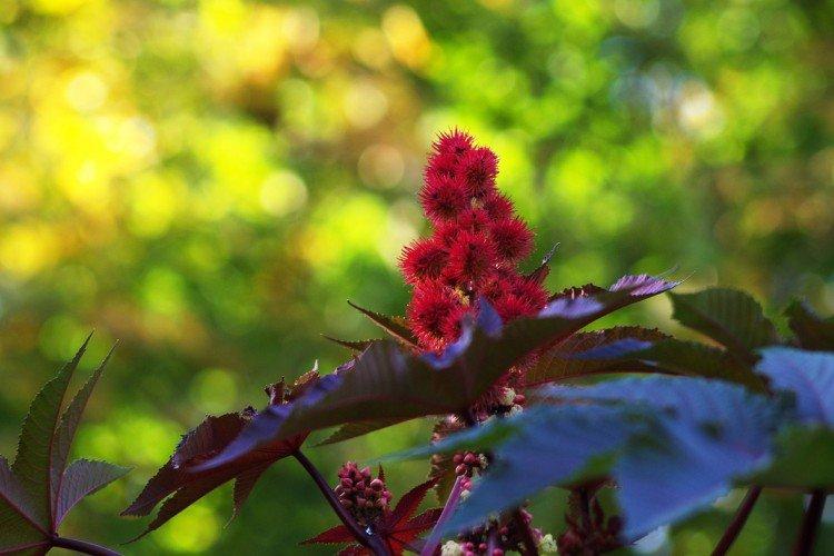 Клещевина – фото